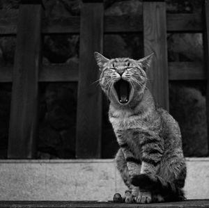 Yawning cat in nara, japan.