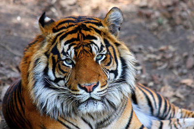 Close-up portrait of tiger in zoo