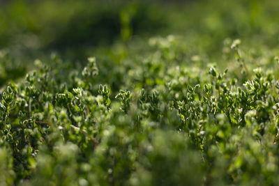 Close-up of plants on field