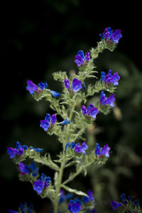 Close-up of purple flowering plants