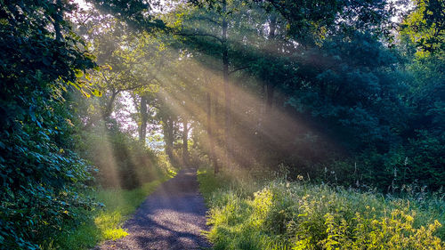 Scenic view of trees in forest