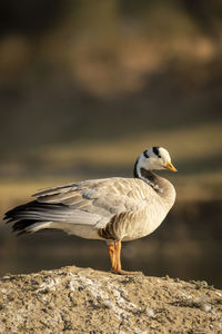 Close-up of seagull on rock