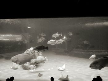 Close-up of jellyfish swimming in aquarium