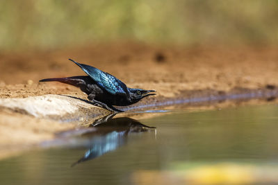 Close-up of bird in lake