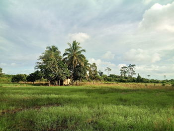 Palm trees on field against sky