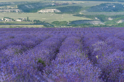 Scenic view of lavender field