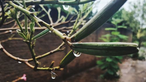 Close-up of wet succulent plant