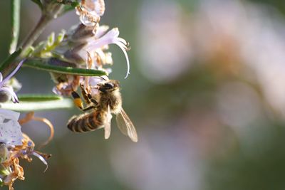 Close-up of bee pollinating on flower