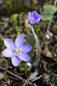 Close-up of purple crocus flowers on field