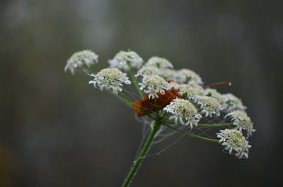 Close-up of white flowering plant