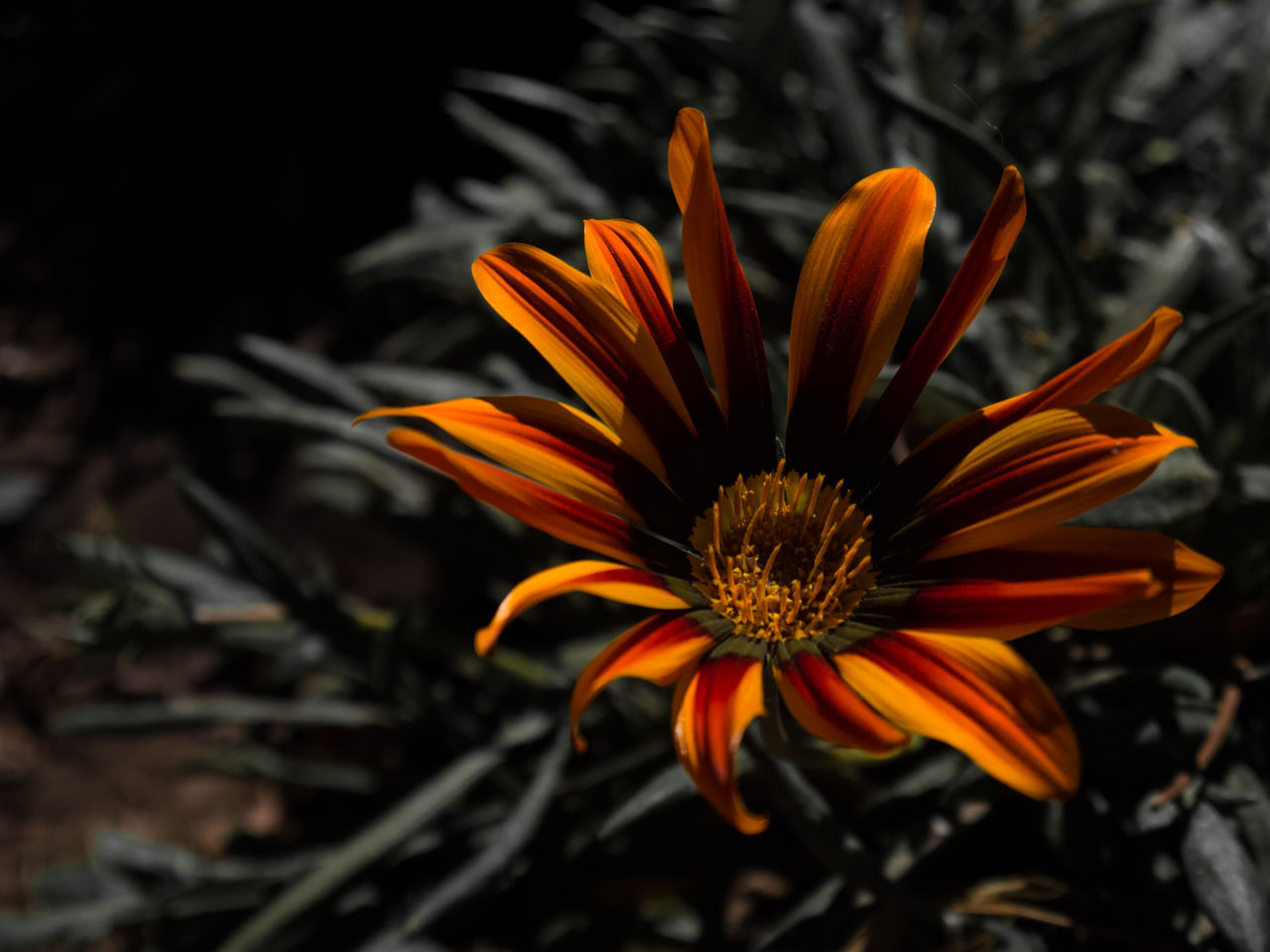 CLOSE-UP OF ORANGE GERBERA DAISY