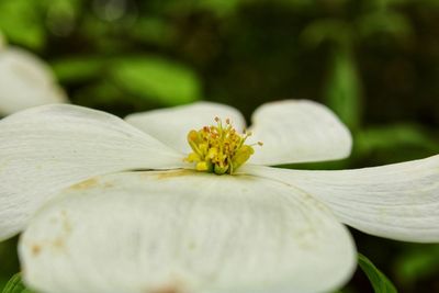 Close-up of white flowering plant