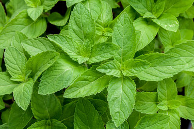 Full frame shot of mint leaves