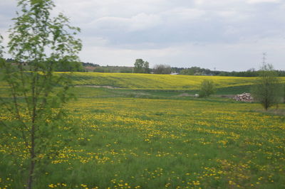 Scenic view of field against sky