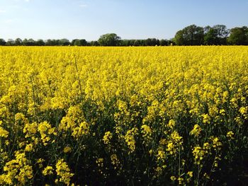 Oilseed rape field against sky