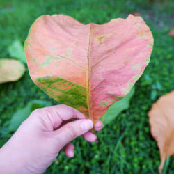 Close-up of hand holding maple leaves