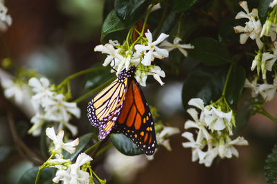 Close-up of butterfly on flower.