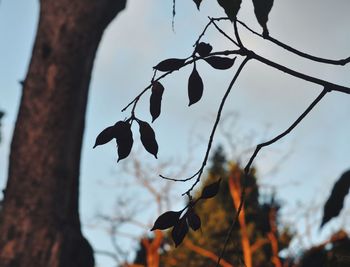 Low angle view of tree against sky