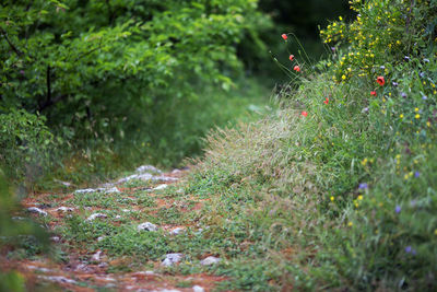 Plants growing on land