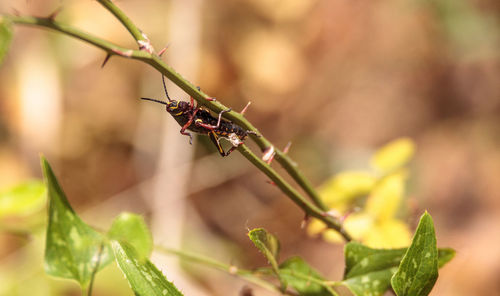 Close-up of insect on plant