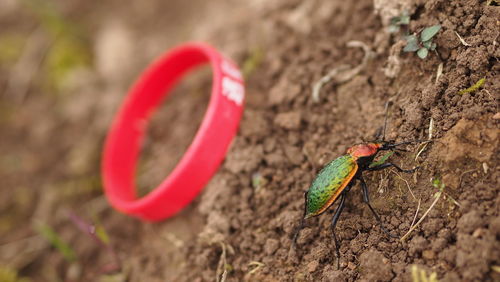 Close-up of bug by red wristband on field