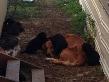 Close-up of dog resting