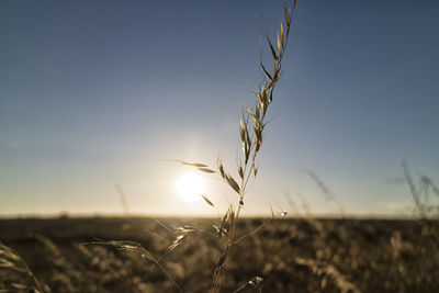 Close-up of wheat growing on field against clear sky