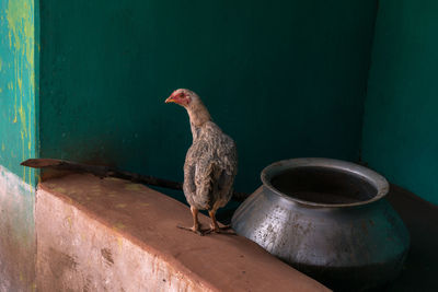 Chicken perching on wall