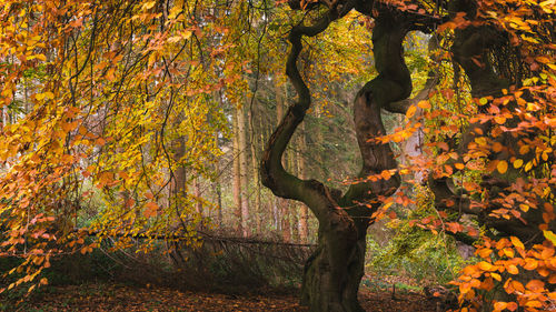 View of autumnal tree