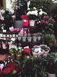 Close-up of pink flowers