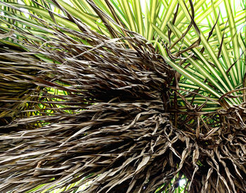 Close-up of palm leaf