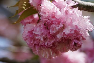 Close-up of pink flowers blooming outdoors