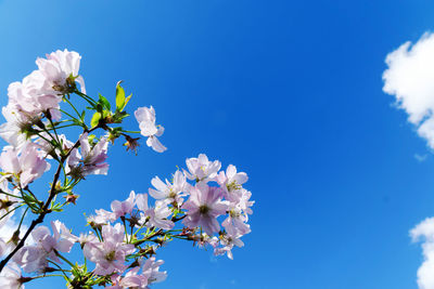 Low angle view of cherry blossoms against blue sky