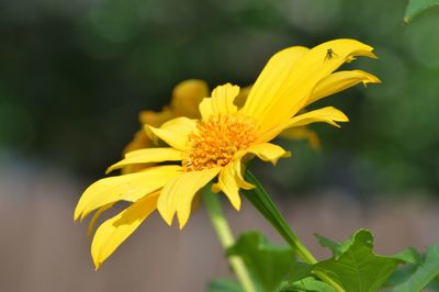 Close-up of yellow sunflower blooming outdoors