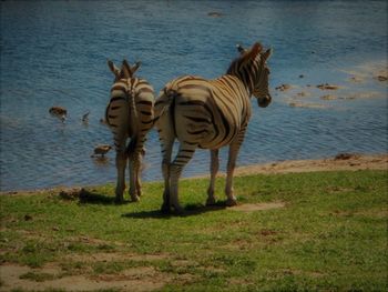 Zebra standing in lake
