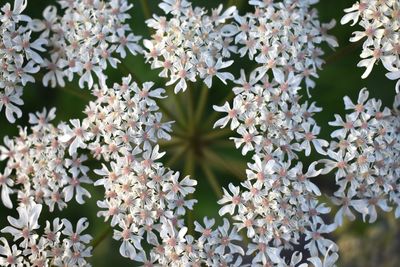 Close-up of white flowering plants