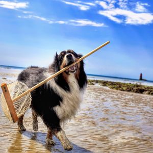 Dog on the beach