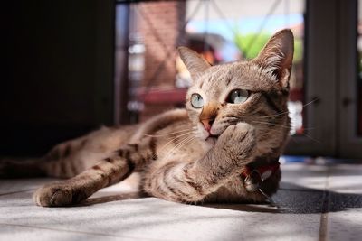 Close-up of a cat lying on floor at home