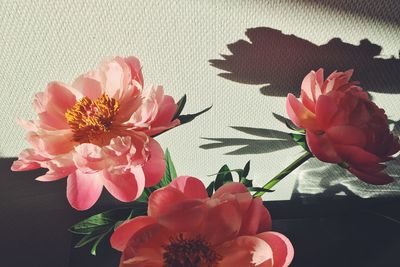 Close-up of flowers blooming indoors