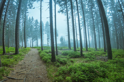 View of trees in forest