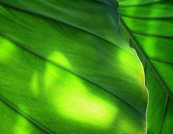 Close-up of a green leaf