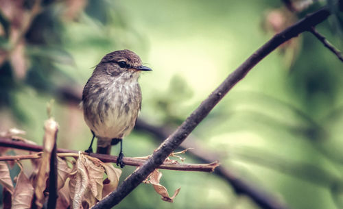 Close-up of bird perching on tree