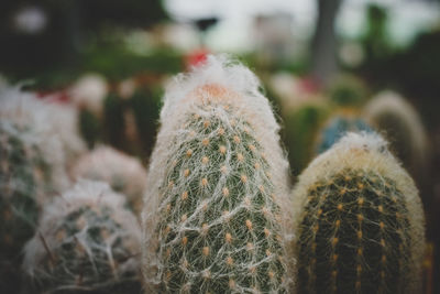 Close-up of spiked cactus plants