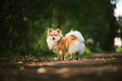 Portrait of dog standing on land