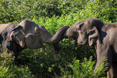 View of elephant on field