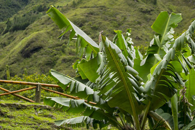 Banana tree growing on field