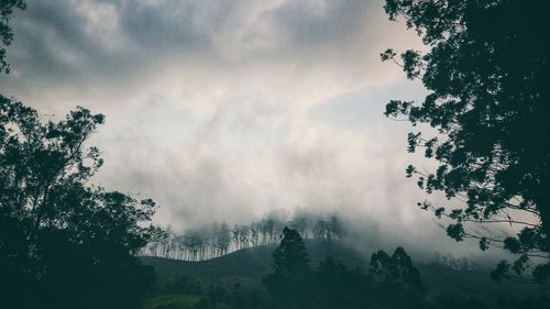 Low angle view of trees against cloudy sky in forest during foggy weather