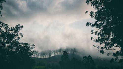 Low angle view of trees against sky