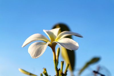 Close-up of frangipani blooming against clear blue sky