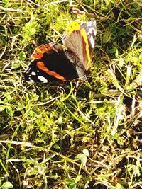 High angle view of butterfly on grass